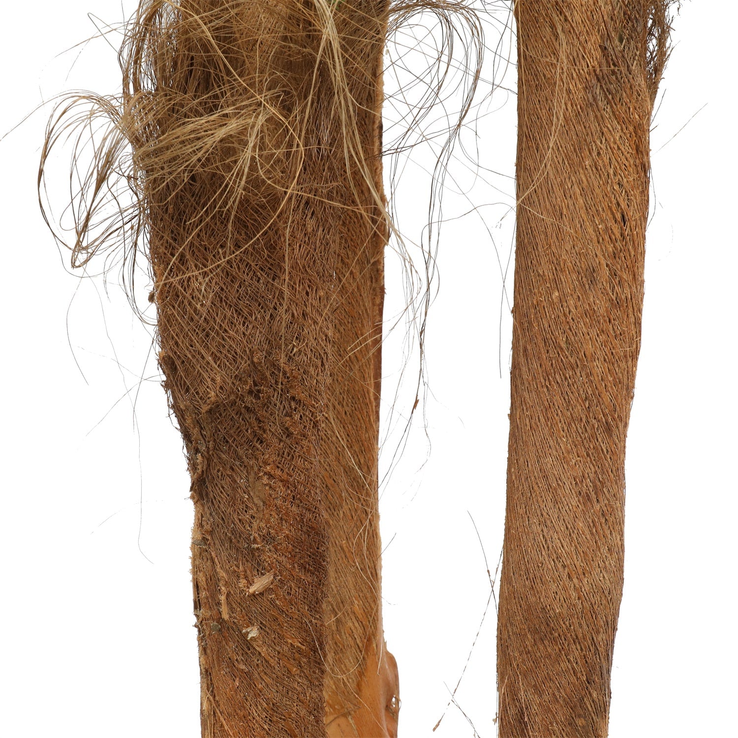 Large Tropical Palm Tree (Amazingly Real) 300cm